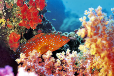 Jewel Grouper In Soft Corals