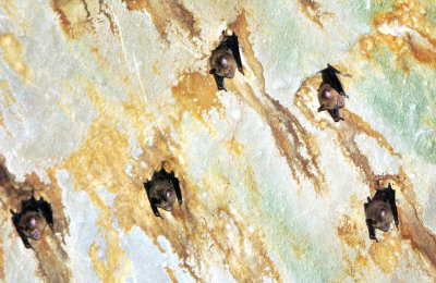 The Bats Of The Holy Cave