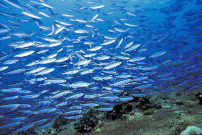 Fish Covering The View - Scissortail Fusilier, 'Caesio caerulaurea