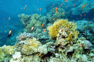 Alive Coral Reef 