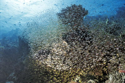 Silversides Covering The View