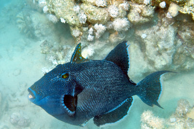 One Angry Blue Triggerfish, Trigger Up