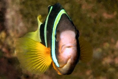 Clownfish Hovering Above His Anemone