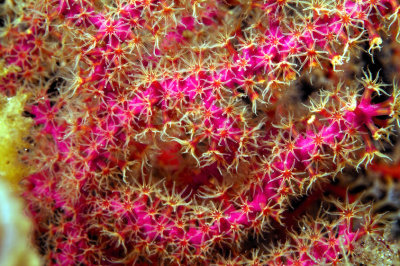 Red Corals 