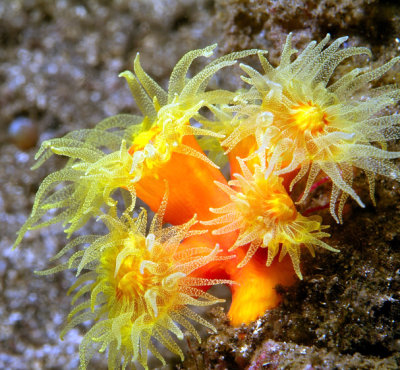 Orange cup coral (Tubastraea coccinea)