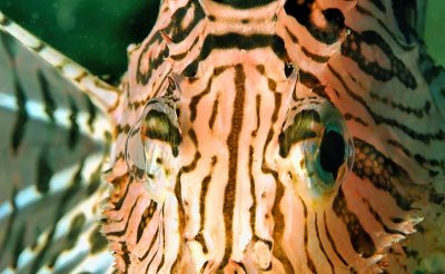 Lionfish Eyes'