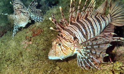 Two Lionfish: Russell's Lionfish (Pterois russelii)