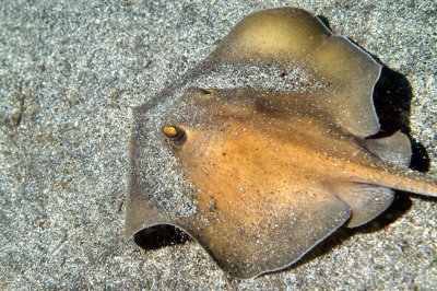 Stingray Lift Off From Sand Bottom