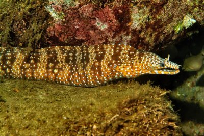 Dragon Moray, Body and All 