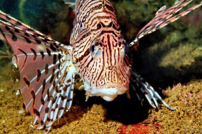 Lionfish Frontal 