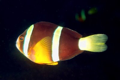 Anemone Fish Profile 