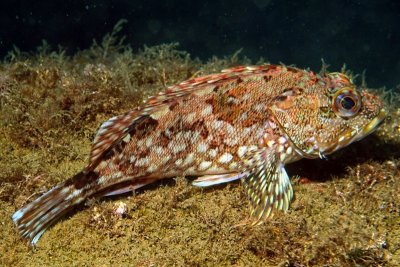 False Kelpfish (Sebastiscus marmoratus )