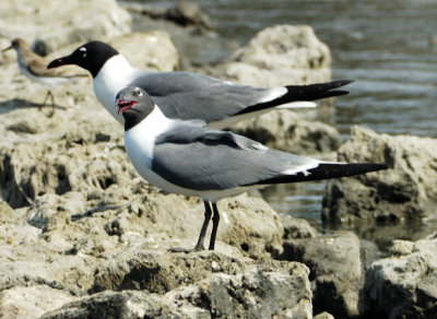 Black Head Seagulls