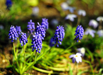 Purple Flowers