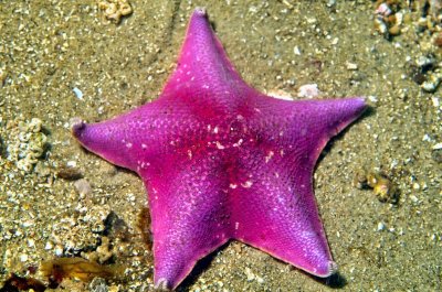 Purple Starfish 