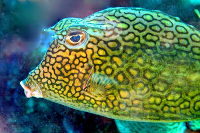 Boxfish Portrait 