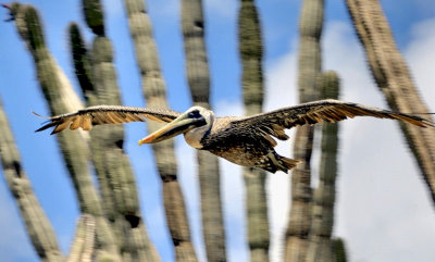Pelican's Flight