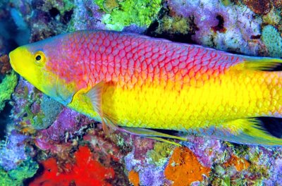 Wrasse 