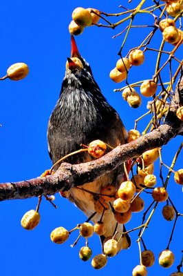 Eating the Last Fruits of Autumn