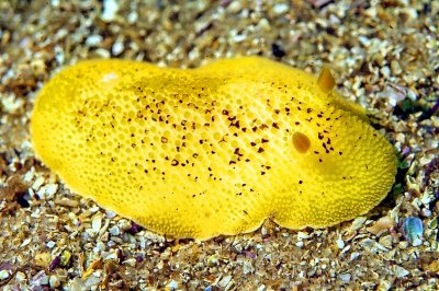 Yellow Nudibranch - Monterey Dorid (Doris montereyensis)