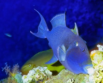 Blue Triggerfish Eating 