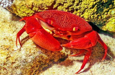 Red Crab 