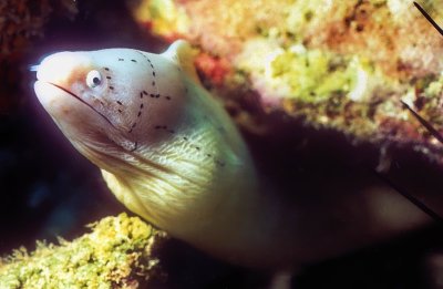 Geometric Moray (Gymnothorax griseus)