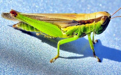 A One Colourful Grasshopper