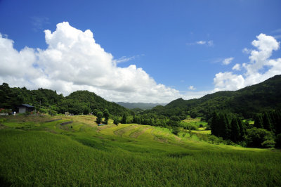 Rice Fields In Painter's Light