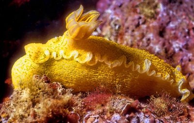 Yellow Nudi