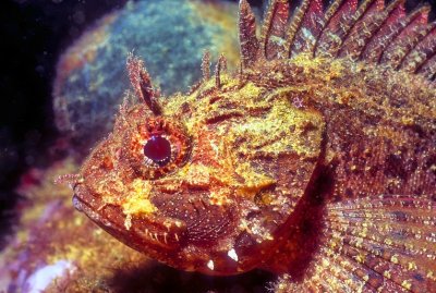 Black Scorpionfish (Scorpaena porcus)