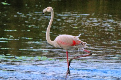 Tagus Flamingo