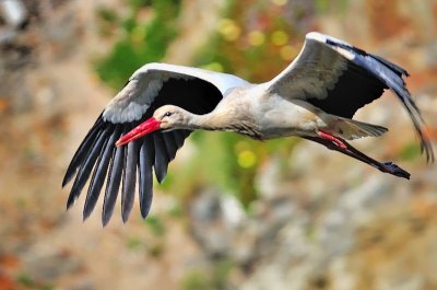 Sea Stork