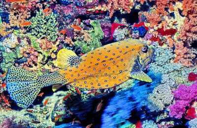 Boxfish On Colourful Surroundings