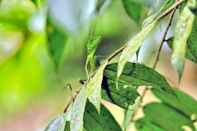 Lizard On Tree