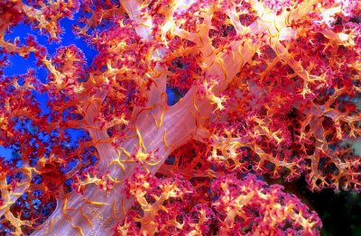 Soft Coral