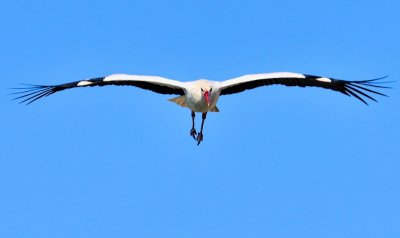 Stork, Dead Ahead