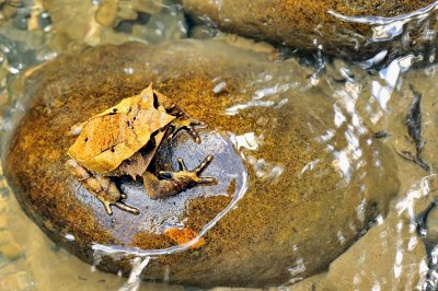 Bornean Horned Frog on River