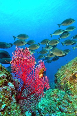 Red Gorgonean With Japanese Sawfish 