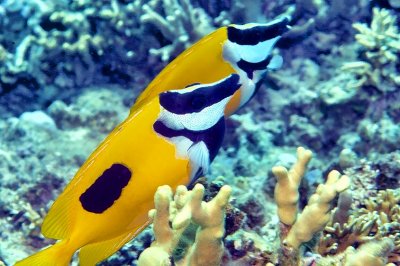 Yellow Rabitfish Couple (Siganus unimaculatus)