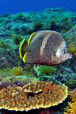 Coral And Wrought Iron Butterflyfish 'Chaetodon daedalma'