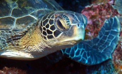 Green Turtle Resting 