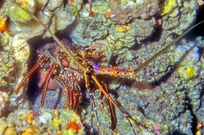Lobster In Cave -Japanese Spiny Lobster 'Panulirus Japonicus',