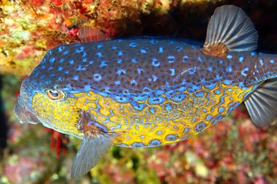 Colourfull Boxfish (Ostracion immaculatus)