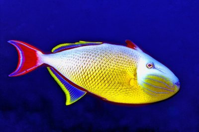 Again: Redtail Triggerfish (Xanthichthys mento)