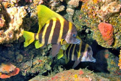 Two Japanese Boarfish In a Cave 