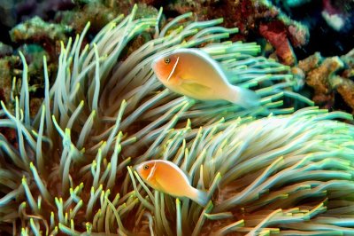 Pink Anemonefish