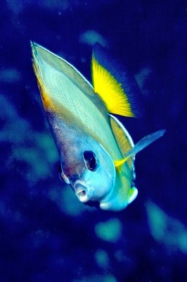 Japanese Butterflyfish, (Chaetodon nippon ), Frontal  