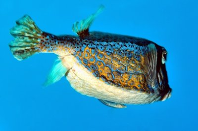 Boxfish in Blue 