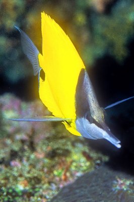 Longnose Butterflyfish 